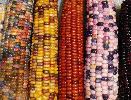 Miniatura 6 de Semillas de maíz raras para plantar - 25 semillas por paquete - (Candy Stripe Corn)