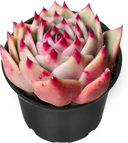 Miniatura 7 de Sprout N Green Echeveria 'Pink Tips', Mini planta suculenta viva totalmente arraigada en maceta de 2 pulgadas, planta de interior para interiores