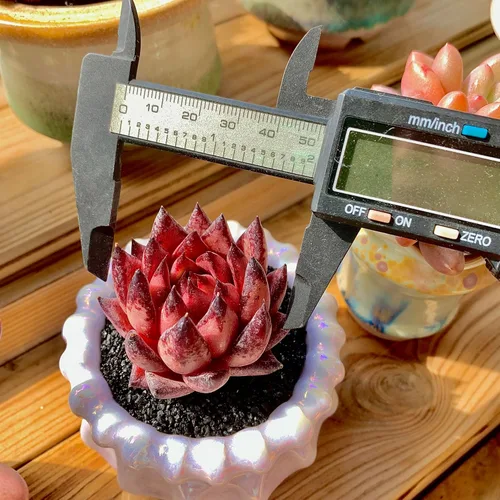 Miniatura 4 de Echeveria Agavoides Romeo - Plantas suculentas vivas raras, planta roja de 1 cabeza de 2.7 pulgadas, raíz desnuda sin tierra para maceta, escritorio