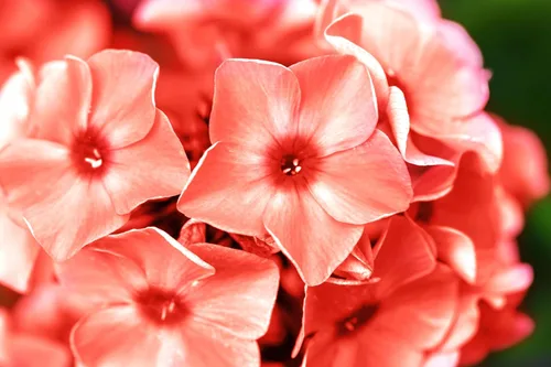 Miniatura 7 de 100 Phlox de Oveja Mezcla Pastel Phlox Drummondii Semillas de Flores Multicolor