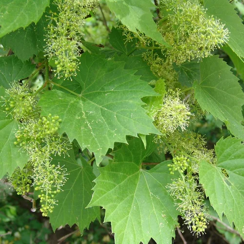 Miniatura 4 de Uva silvestre (Vitis riparia) - Cultiva ahora o almacena para futuras plantaciones - Cápsula de 10 semillas