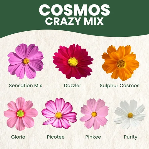 Miniatura 3 de Crazy Cosmos Mix - Sobre grande de 0.18 oz - 600 semillas de flores para plantar - Cosmos bipinnatus