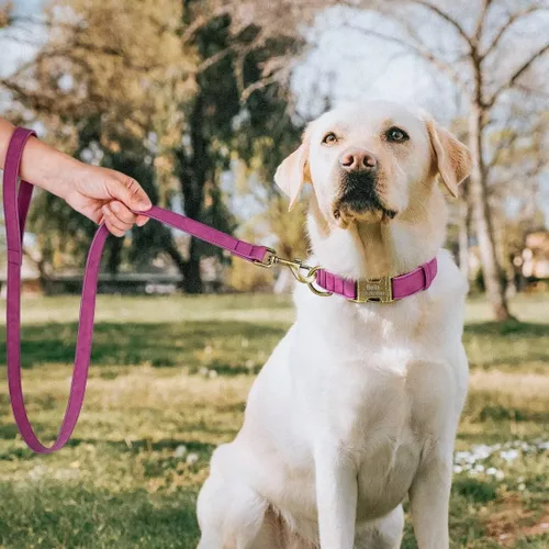 Miniatura 2 de Collares de perro personalizados para perros pequeños, collar de perro de piel sintética suave personalizado con nombre y número de identificación