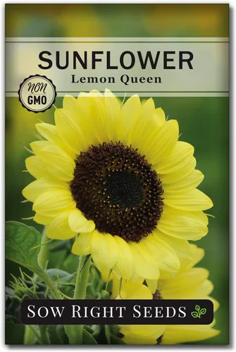 Miniatura 6 de Sow Right Seeds - Semillas de girasol Lemon Queen para plantar - Paquete de reliquia sin OMG con instrucciones para cultivar - Floraciones