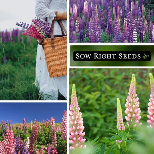 Miniatura 4 de Sow Right Seeds - Semillas de altramuz Russell a granel para plantar - Paquete jumbo de reliquia sin OMG - Flor perenne - Ideal para bordes