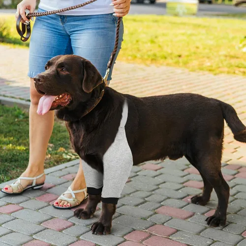 Miniatura 6 de Oudain 2 pares de protectores de codo de perro con banda elástica, suave acolchado ajustable para perritos pequeños, medianos y grandes, 2