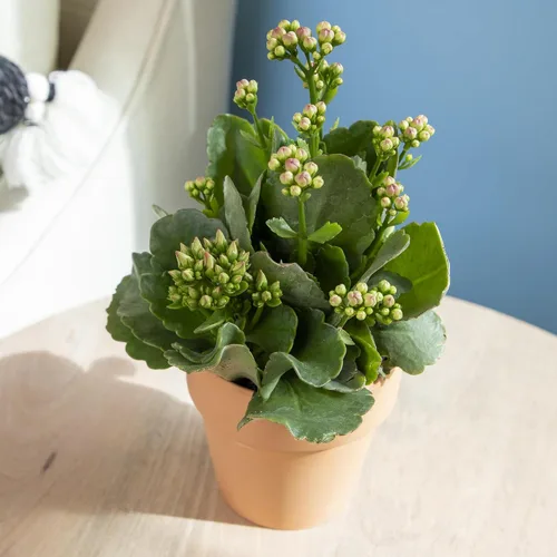 Miniatura 3 de Planta Kalanchoe Plantas suculentas plantas de interior vivas, suculentas vivas plantas de casa en macetas de arcilla, plantas suculentas plantas