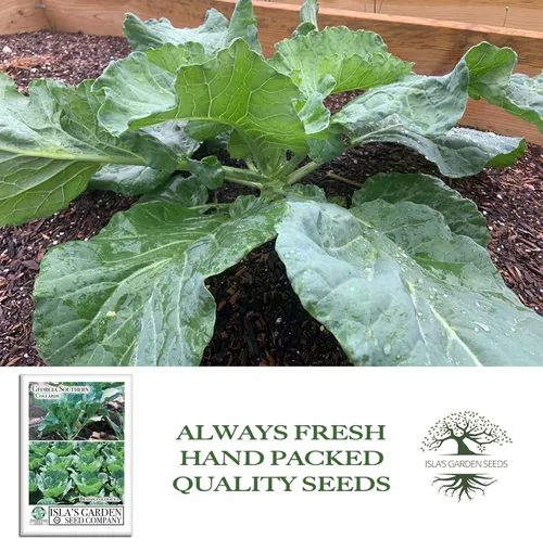 Miniatura 4 de Georgia Southern Collards Seeds para plantar, más de 500 semillas tradicionales por paquete, semillas de jardín de Isla