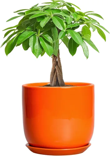 Miniatura 59 de Maceta de Cerámica para Plantas de Interior de 5 Pulgadas - Maceta Redonda para Plantas Suculentas con Agujero de Drenaje y Platillo, Decoración