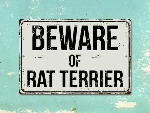 Miniatura 2 de 477VS Cartel de metal retro de aluminio con texto "Beware of Rat Terrier", 7.9 x 11.8 in