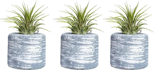 Miniatura 3 de 3 soportes decorativos para plantas de aire de barril + 3 plantas de aire Tillandsia gratis: cocina, dormitorio, baño, oficina, bodas y baby
