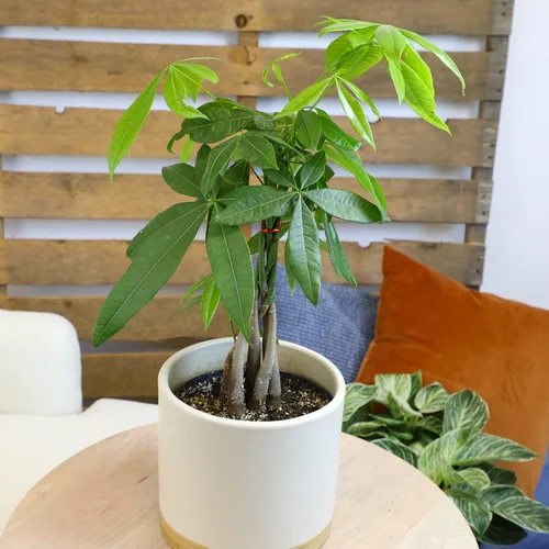 Miniatura 3 de Planta de interior de árbol de dinero vivo en maceta de cultivo de 6 pulgadas, planta purificadora de aire, fácil cuidado para principiantes
