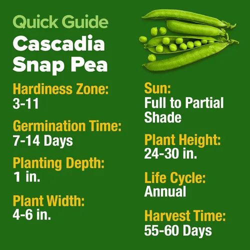 Miniatura 6 de HOME GROWN Semillas orgánicas de guisantes cascadia, más de 100 semillas tradicionales sin OMG para plantar, alta germinación, vainas comestibles