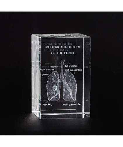 Ultrassist Modelo 3D de Pulmón Humano de Cristal, Modelo Anatómico Grabado Láser para Decoración de Hogar y Oficina, Regalos para Neumólogos