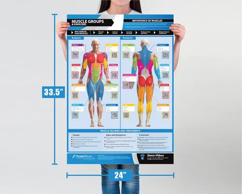 Miniatura 3 de Póster de gimnasio para grupos musculares y ejercicios, laminado, EXTRAGRANDE 33" x 23.5", tabla de pared de gimnasio y fitness en casa, incluye