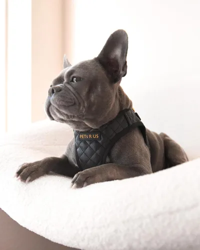 Miniatura 5 de Arnés para perro y gato, ligero de malla transpirable, suave acolchado para mascotas, chaleco de cuero vegano, sin estrangulamiento, a prueba