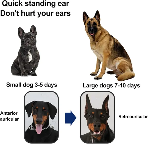 Miniatura 4 de 1 par de calcomanías para orejas de perro, herramienta de soporte vertical de corrección fija de oreja de perro, soporte vertical para orejas
