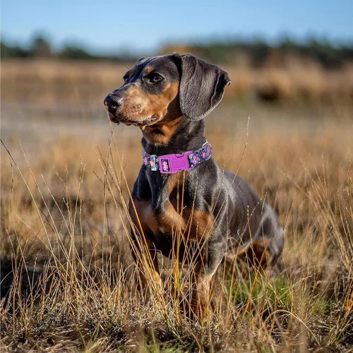 Miniatura 8 de Collares de Perro para Niñas con Patrones de Margaritas, Lindo Collar Rosa para Perras, Collares Ajustables Blandos y Duraderos para Perros XS 12