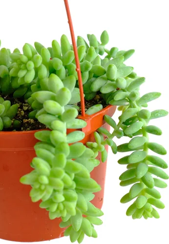 Miniatura 2 de Shop Succulents Burrito Sedum Suculenta Colgante, Planta suculenta viva de 6 pulgadas totalmente arraigada, planta de interior de bajo