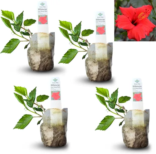 Miniatura 14 de Hibisco Rosa. rosa-sinensis. Planta Viva - Hibisco Tropical Floreciente, Flores Bonitas, Usado en Té y Jugo (2 Plantas de Hibisco Rosa)