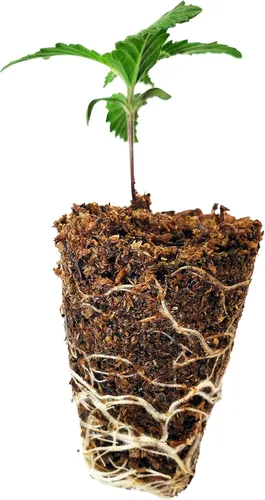 Miniatura 4 de Mosser Lee ML0003 SucSeed® Premium Seed Starter 244 pulgadas cúbicas (4L) Paquete de 1