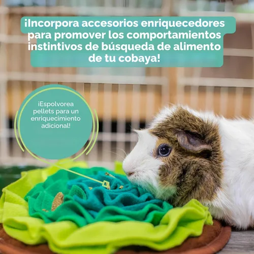 Miniatura 10 de Oxbow Essentials Alimento para Conejillo de Indias, Conejillo de Indias Adulto, Hecho con Heno Timothy de Oxbow, Pellets de Comida para Mascotas