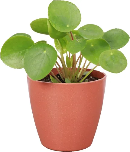 Miniatura 6 de Planta de dinero chino de invernadero Thorsen's, planta de interior vivo, planta suculenta interior, pilea peperomioides, 8 pulgadas, maceta