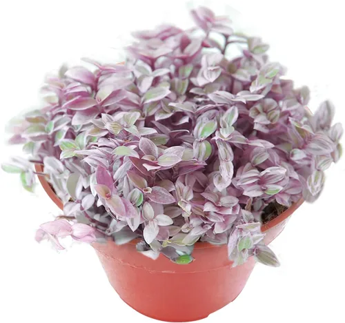 Miniatura 21 de Cotyledon Pendens de 4 pulgadas, suculenta viva completamente enraizada en macetas con mezcla de tierra, planta doméstica rara para la decoración