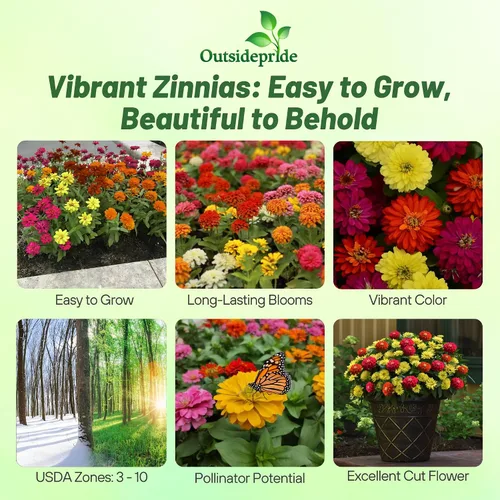 Miniatura 2 de Outsidepride - Zinnia, 100 semillas anuales, Marylandica Zahara Double Brilliant Flower Seed Mix, mezcla de semillas de flores para plantar