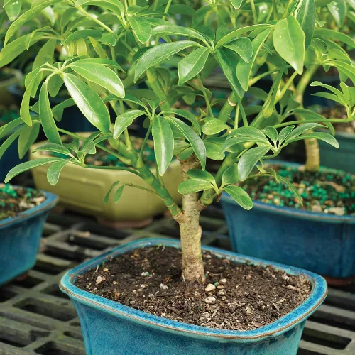 Miniatura 3 de Brussel's Bonsai Live Hawaiian Umbrella Árbol Bonsái - Pequeño, 3 años, 4 a 7 pulgadas de alto - Árbol bonsái de interior con maceta para bonsái