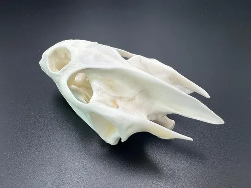 Miniatura 10 de Venta al por mayor 1/2/3/5/10 piezas de taxidermia animales reales, espécimen de huesos reales, suministros de arte hueso veterinario medicina 1: 1