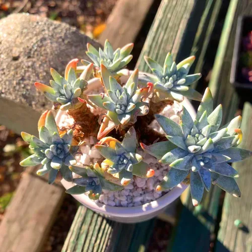 Miniatura 2 de Dudleya Gnoma S.W.McCabe - Plantas suculentas vivas raras, más de 5 cabezas, tamaño de maceta de 3.4 pulgadas, planta viva rosa, excluye tierra
