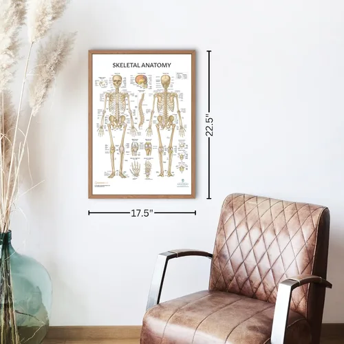Miniatura 8 de Anatomy Lab Póster muscular, esquelético, yoga, estiramiento y pilates, anatomía y fisiología – Paquete de 5 LAMINADO 17.3 x 22.5 pulgadas, tabla