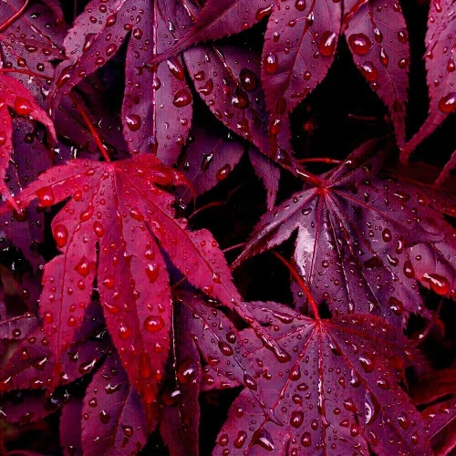 5 semillas de árbol de arce japonés rojo BLOODGOOD | Semillas de planta de bonsái resistentes de Palmatum atropurpureum