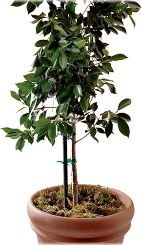 Miniatura 3 de Gardener's Blue Ribbon ST6BULK - Estacas resistentes a granel, 6 pies (paquete de 20)