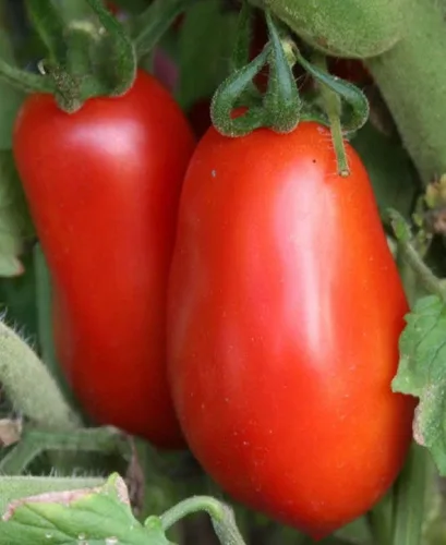 Miniatura 3 de Semilla de tomate, Roma italiano, reliquia, 25 semillas por paquete, fruta deliciosa y sabrosa, perfecta para hacer salsa, ensaladas y sándwiches