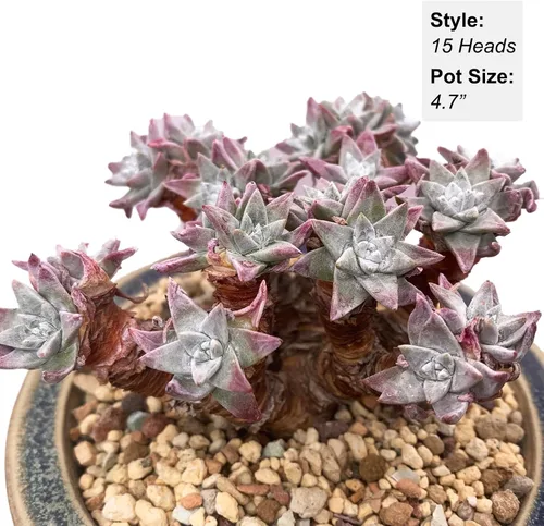 Miniatura 3 de Dudleya Gnoma S.W.McCabe - Plantas suculentas vivas raras, 8-14 cabezas tamaño maceta de 5 a 6 pulgadas, planta viva rosa, excluye tierra de maceta