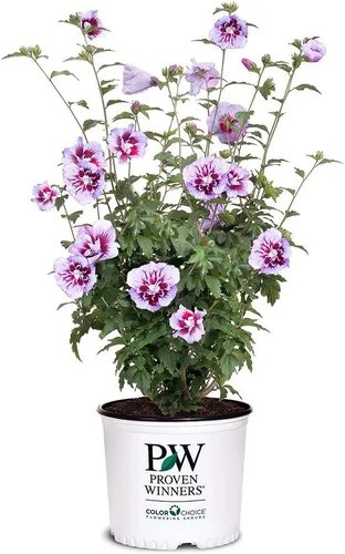 s 2 Gal. Rosa de pilar púrpura de Sharon (Hibisco) Arbusto