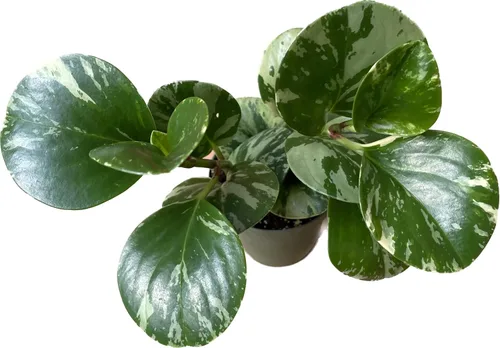 Miniatura 8 de Planta de caucho vivo – Mármol Peperomia – Mármol Peperomia Obtusifolia abigarrado – Disponible en macetas de 3, 4 y 6 pulgadas – Vendedor de CA