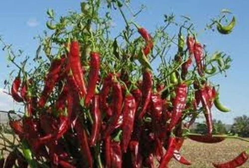 Miniatura 3 de Guajillo Chile Pepper-utilizado en salsas, salsas de chile, sopas y guisos. (10 - Semillas)