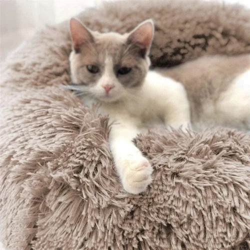 Miniatura 6 de Camas para gatos de interior – Cama para gatos lavable de 20 pulgadas, camas para perros pequeños y medianos, antiansiedad, cama redonda de felpa