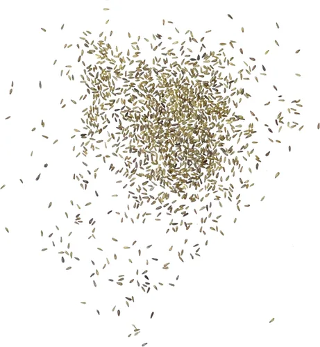 Miniatura 6 de Seed Needs Semillas de manzanilla romana para plantar, sin OMG, reliquia y sin tratar, cultiva un jardín de hierbas medicinales cultivadas en casa