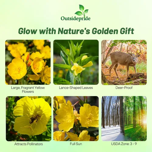 Miniatura 2 de Outsidepride Semillas de onagra, 1 libra, anuales, resistentes, fáciles de cultivar y de bajo mantenimiento para plantar flores amarillas suaves
