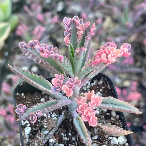 Miniatura 3 de Kalanchoe - Mariposa rosa, planta Kalanchoe rosa viva en maceta de 2 pulgadas, madre de miles de suculentas abigarradas planta de interior viva