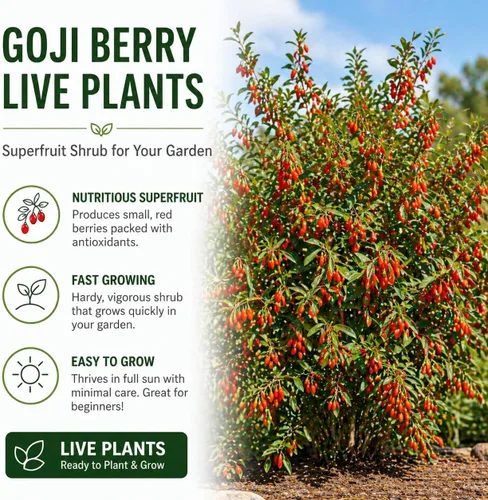 Miniatura 2 de Goji Berry Plantas vivas para cultivar – Arbusto de bayas de Goji resistente para plantar – Arbusto de superfrutas comestible – Planta frutal