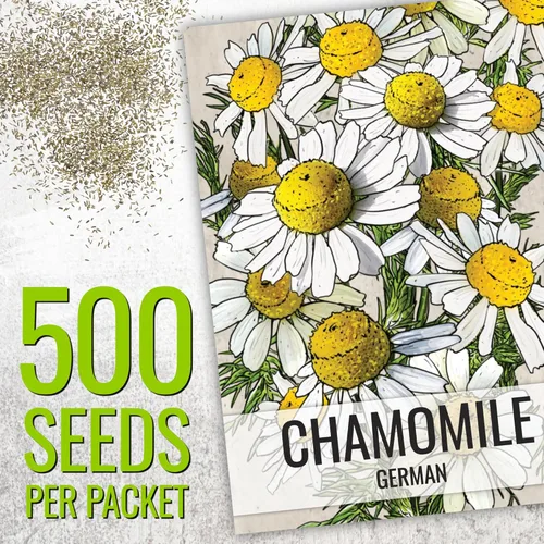 Miniatura 3 de Seed Needs Semillas de manzanilla para plantar manzanilla alemana y romana, semillas de hierbas sin OMG y sin tratar para plantar un jardín