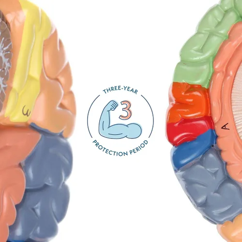 Miniatura 3 de Axis Scientific cerebro humano con regiones rotuladas, tamaño real. Incluye manual colorido del producto (idioma español no garantizado), base