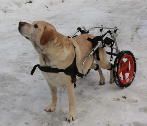Miniatura 3 de Best Friend Mobility Silla de ruedas estándar para perros con soporte trasero FML Elite, grande