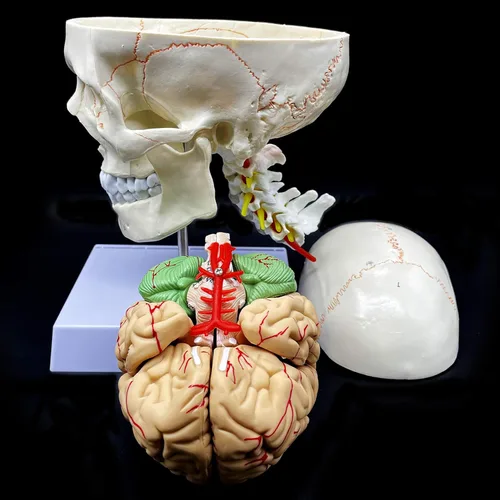 Miniatura 2 de Cráneo humano con cerebro y vértebra cervical Modelo anatómico Anatomía de tamaño real para estudio de aula de ciencias Modelo de enseñanza