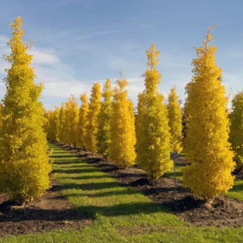 Miniatura 6 de UIOTER Árboles de ginkgo biloba vivos, plantas vivas, 6 a 12 plantas de semillero de árboles de ginkgo de altura, árboles de gingko vivos, plantas